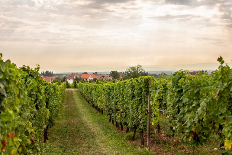 Riquewihr, France: Everything You Need to Know About This Town in the Alsace