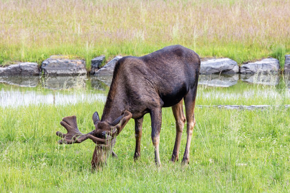 Moose in Alaska AWCC