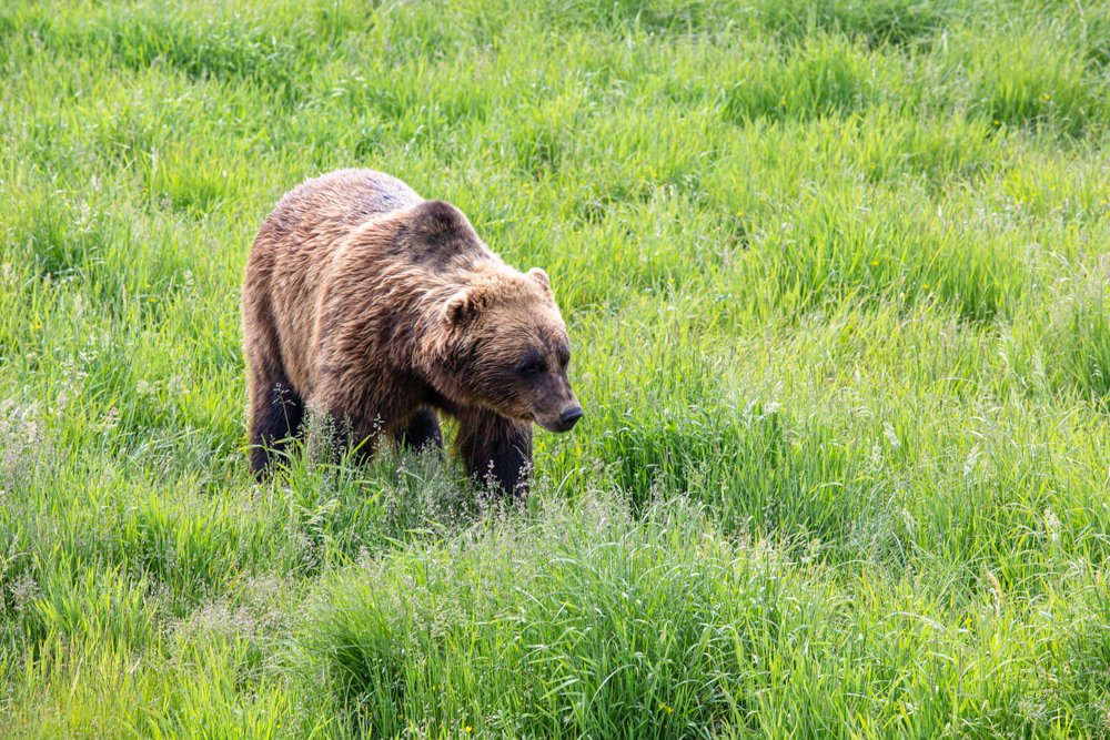 Bear in Alaska AWCC