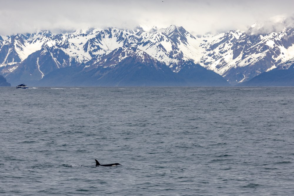 Seward Alaska Orca Whale with Mountain Backdrop