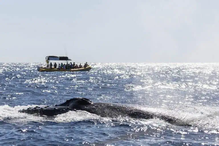 The Best Things to do with Kids in Maui [From Free to Splurgeworthy!]
