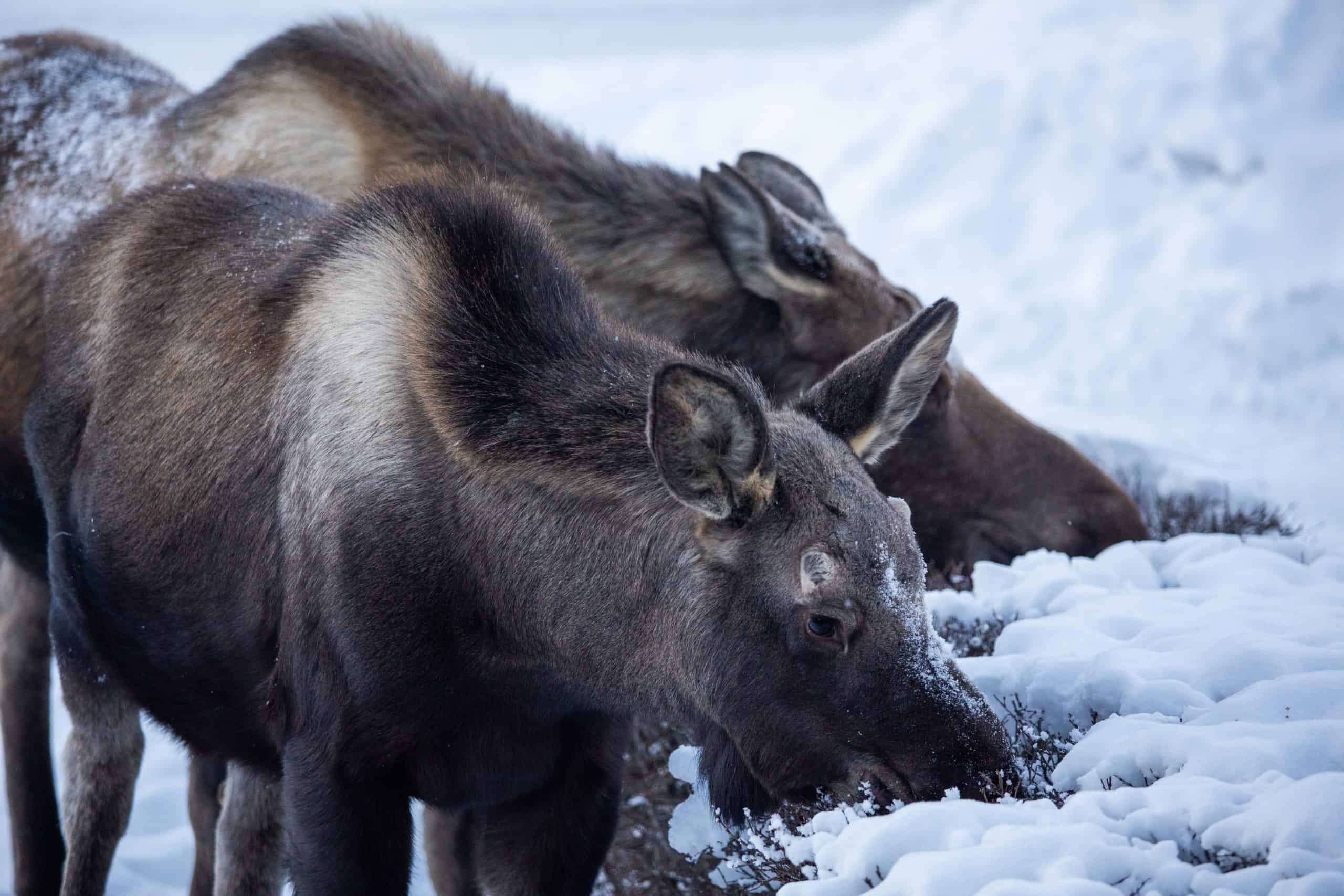 Moose Alaska Winter Mom and Calf eating hedges
