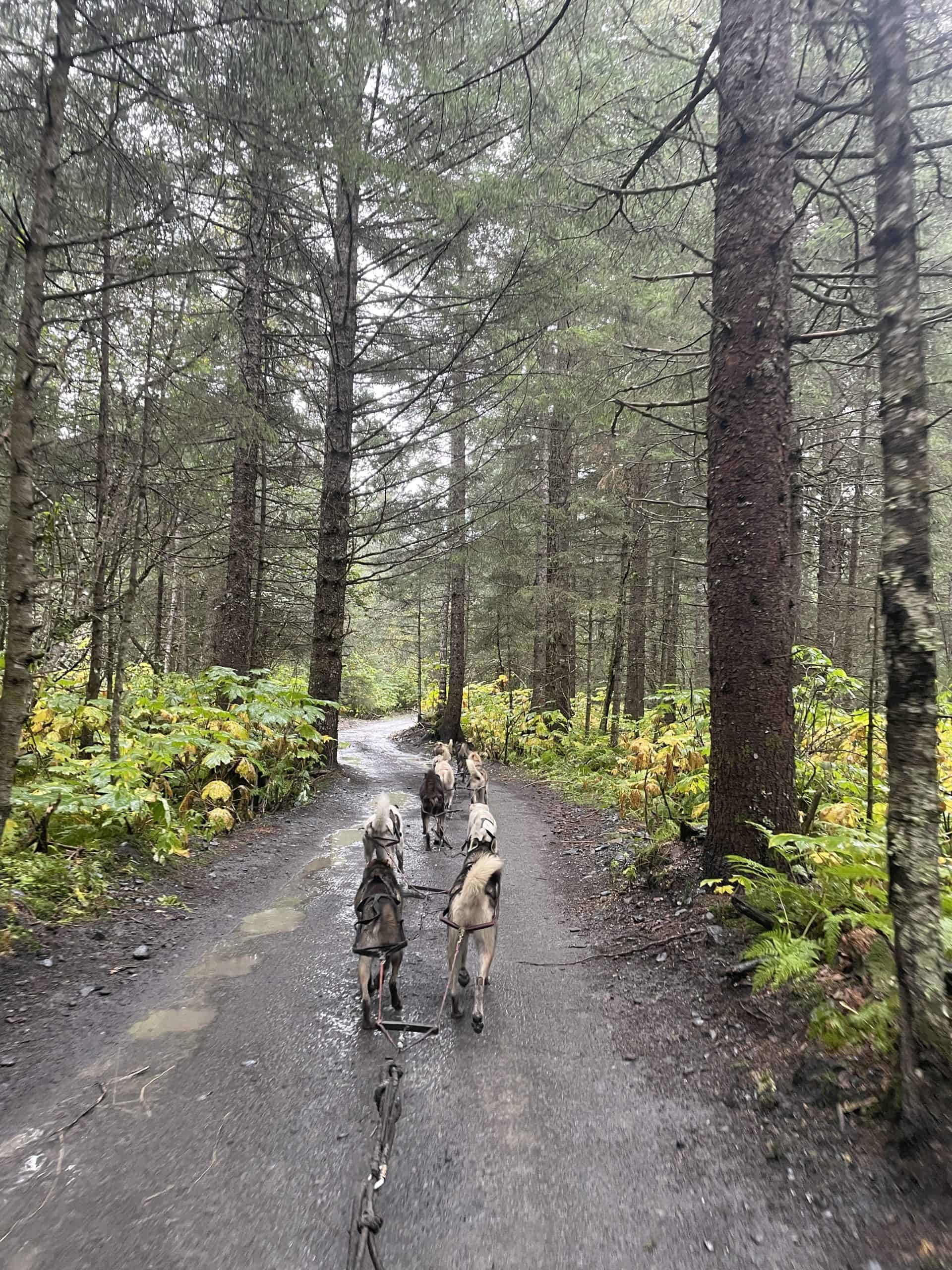 Seavey's Summer Dog Sledding tour alaska summer