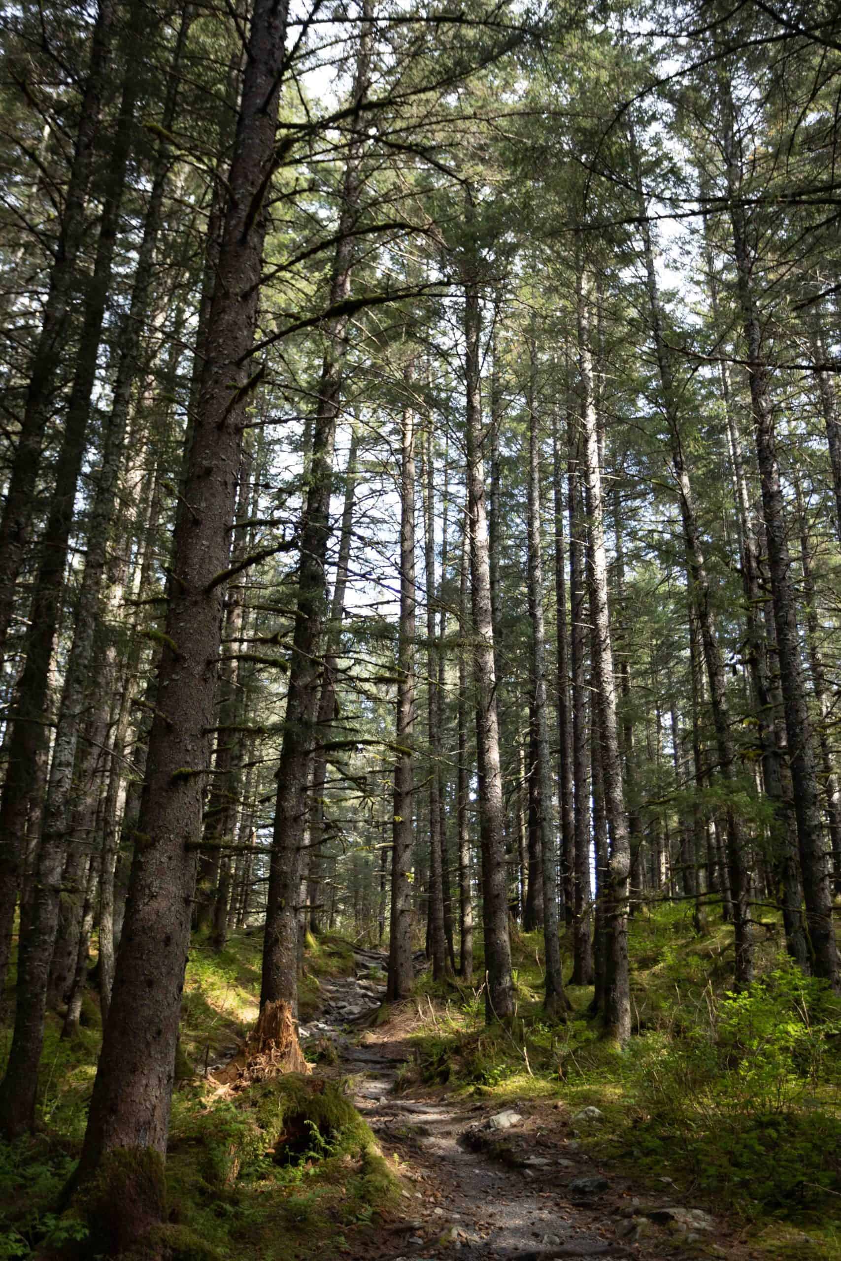 Seward Tonsina Trail Woods Rainforest Summer Alaska