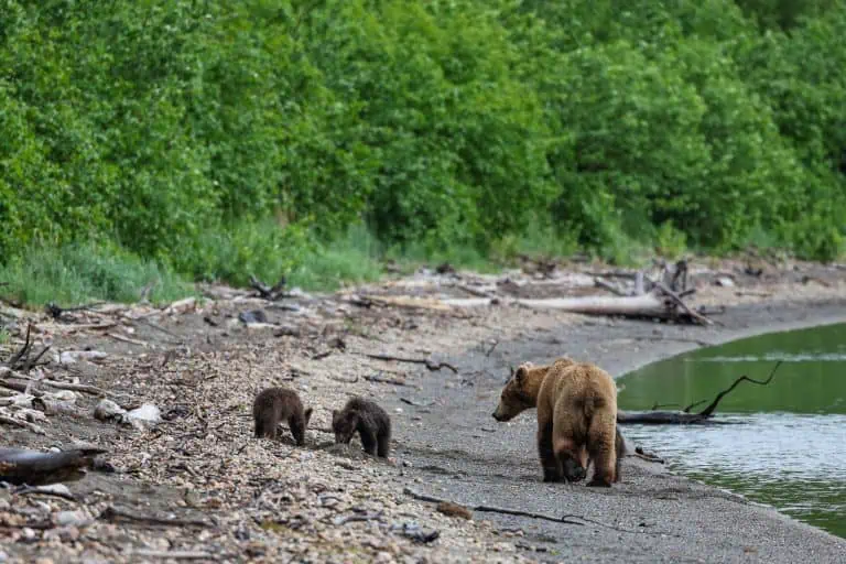 Everything You Need to Know About Camping at Brooks Camp, Alaska (Katmai National Park)
