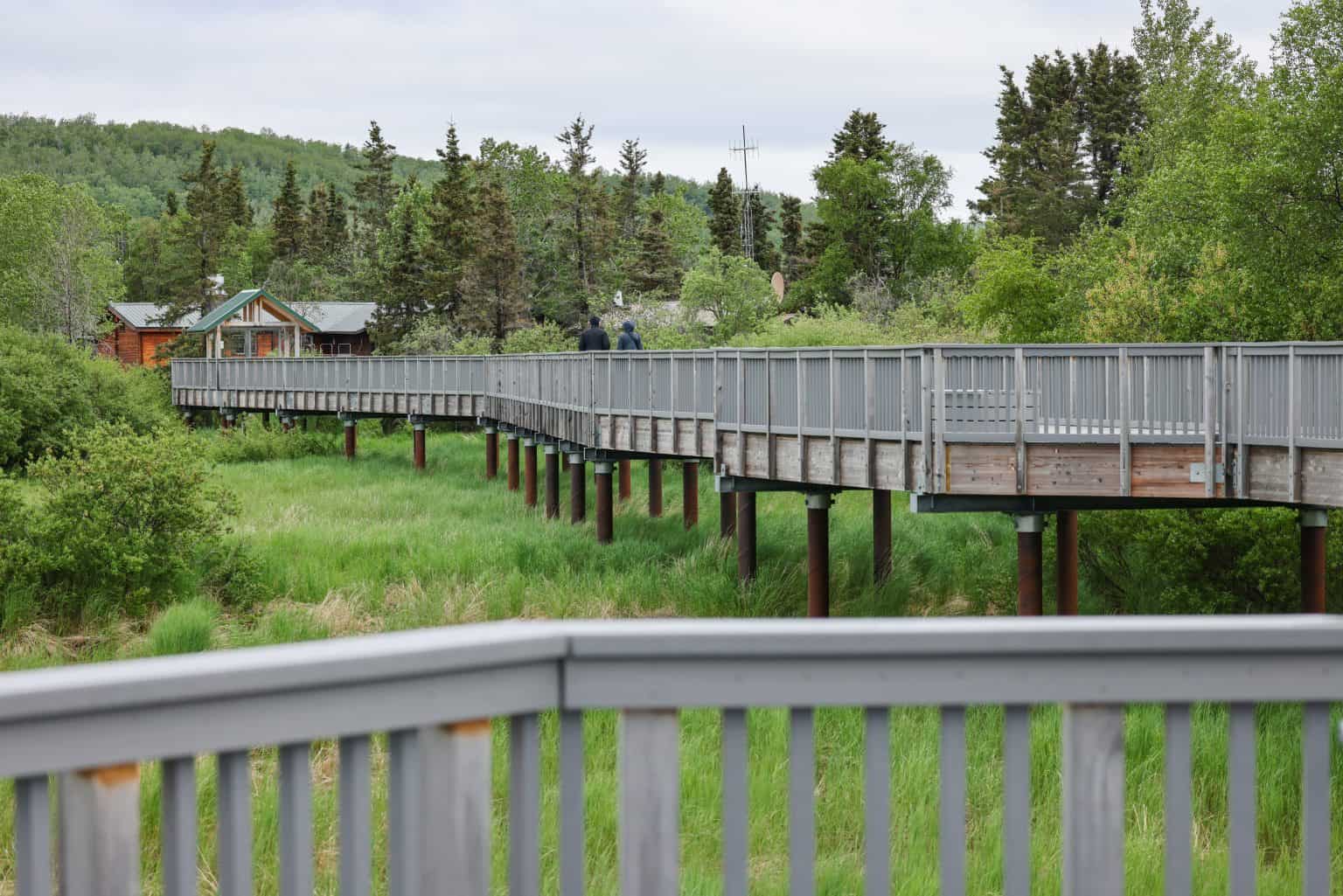 Everything You Need to Know About Camping at Brooks Camp, Alaska