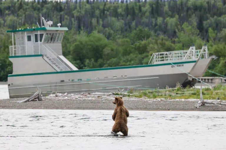 Katmai National Park: Everything You Need to Plan Your Trip to Brooks Falls